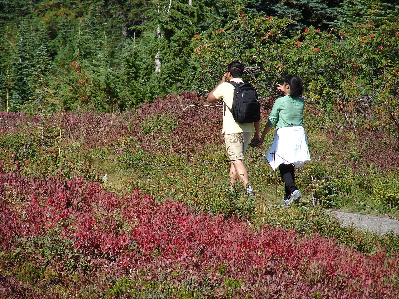Two hikers walking a trail through red autumn shrubs and evergreens